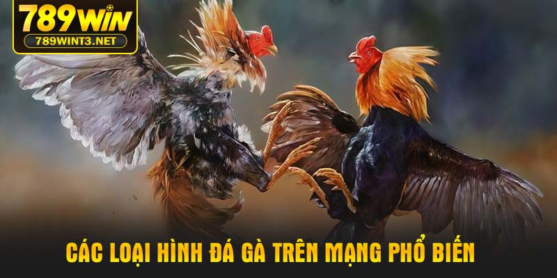 Các loại hình đá gà trên mạng phổ biến